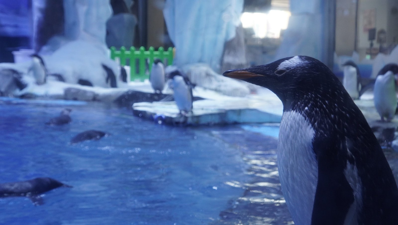 Penguin Habitat — Haichang Shanghai Ocean Park