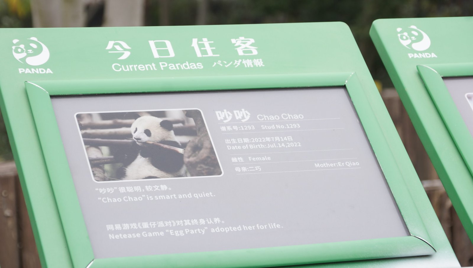 Chao Chao the panda — Chengdu Panda Base — Photo by Hang Tran