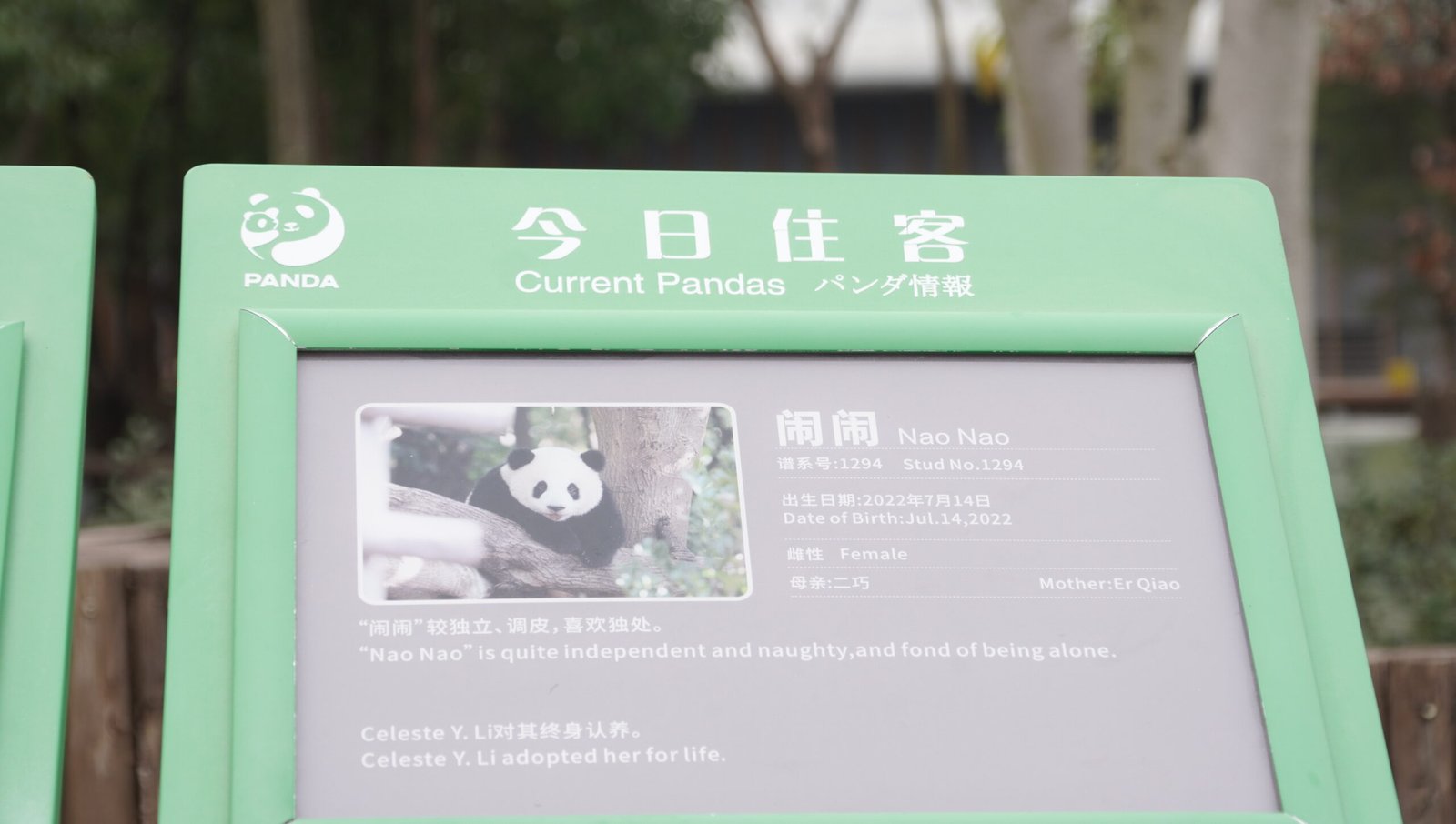 Each panda has its own name based on personality and behavior — Photo by Tan Tai Nguyen