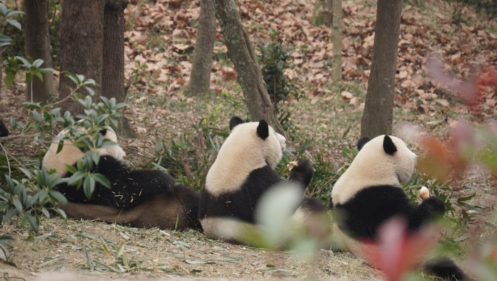 Pandas eating and playing together — Photo by Hang Tran